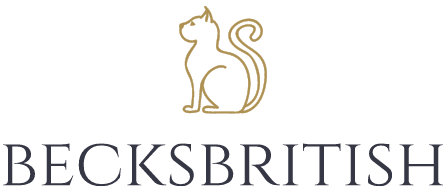 British Shorthair and Longhair Cats